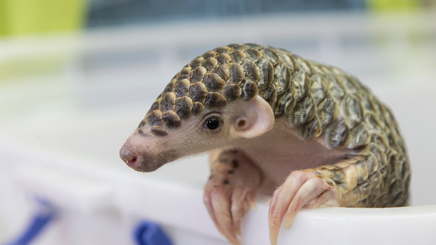 Illustration for article titled If You Can View This List Of Pangolins Without Fantasizing About Eating One…Welcome To The Priesthood!